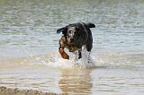 BEAUCERON 657